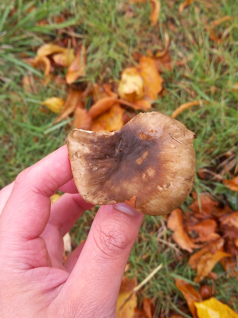 Russula pectinatoides · March 2026 · photo: © amoxiconclav (iNaturalist, cc-by)
