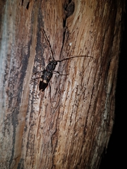 Phoracantha punctata