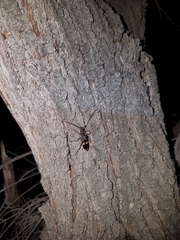 Phoracantha punctata