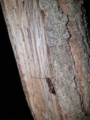 Phoracantha punctata