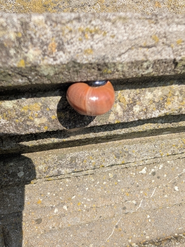 Cepaea nemoralis