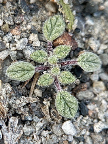 annual tiquilia (Tiquilia nuttallii)