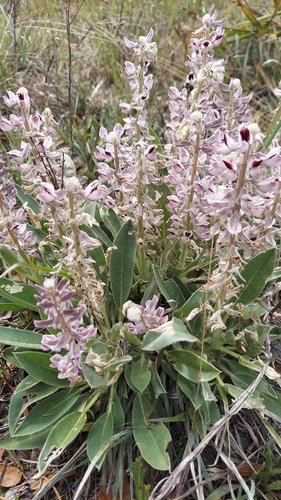 Lady Lupine (Lupinus villosus)