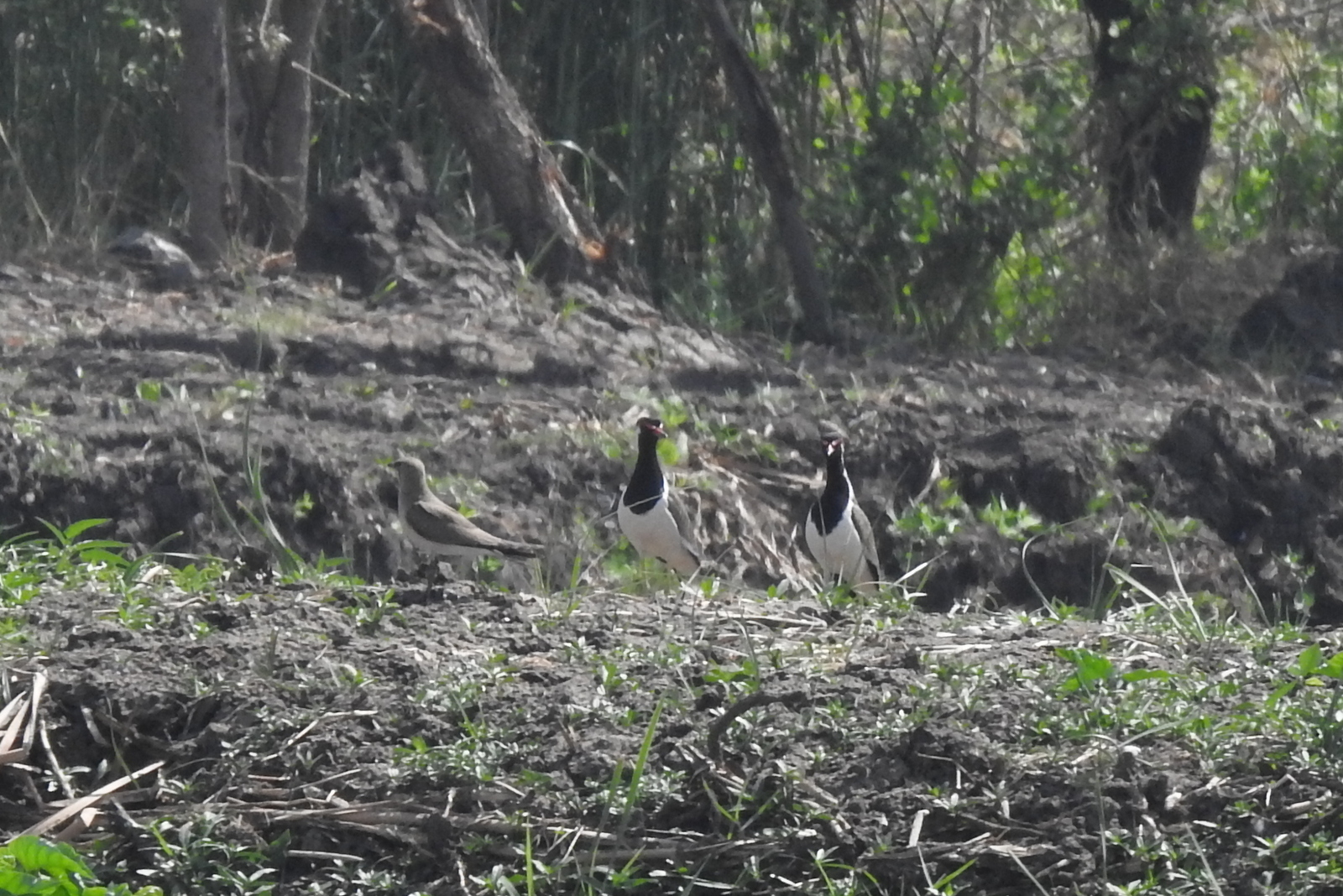 Oriental Pratincole (Glareola maldivarum), photo 4