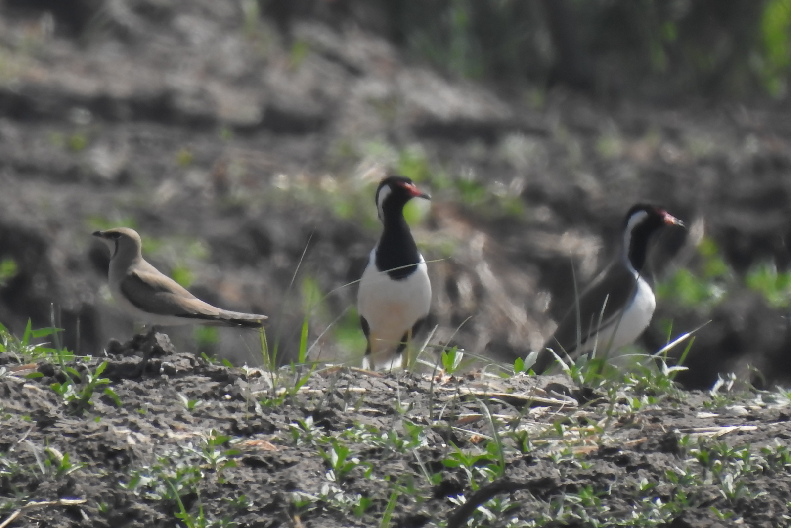 Oriental Pratincole (Glareola maldivarum), photo 5