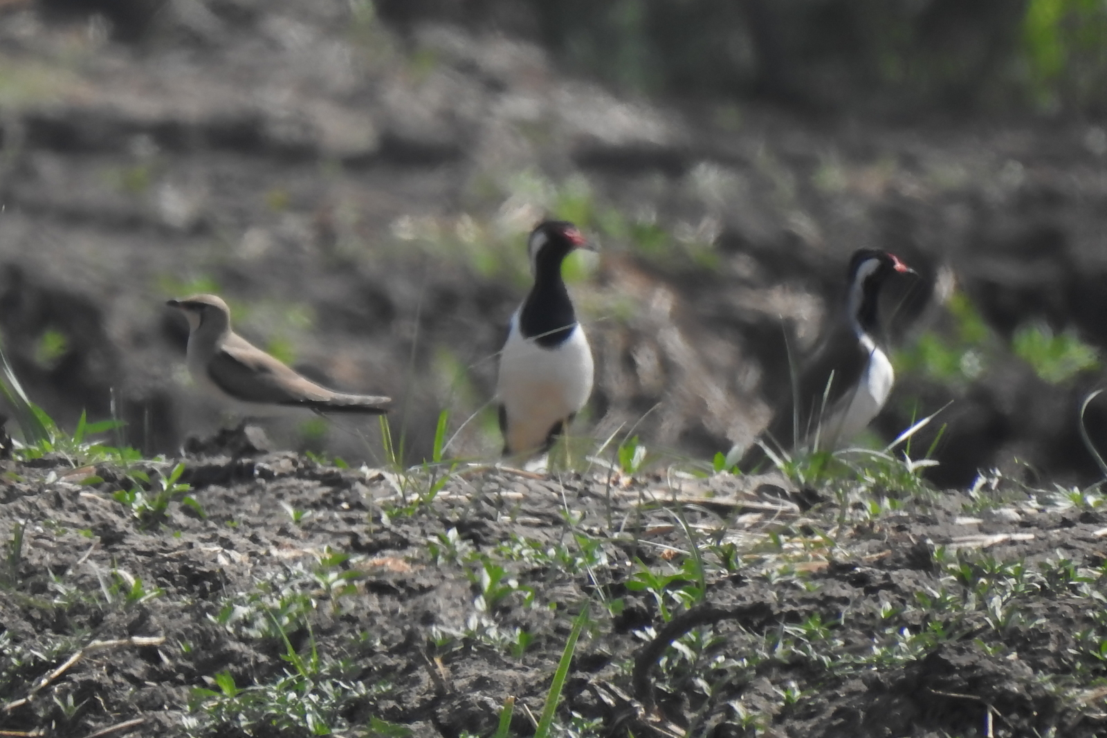 Oriental Pratincole (Glareola maldivarum), photo 6