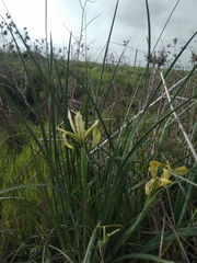 Iris grant-duffii