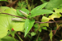 Tripterospermum trinervium