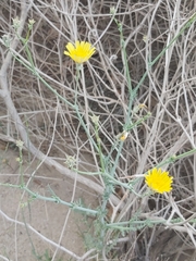 Launaea mucronata