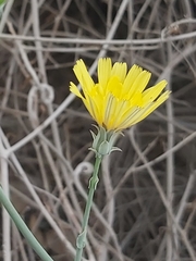 Launaea mucronata