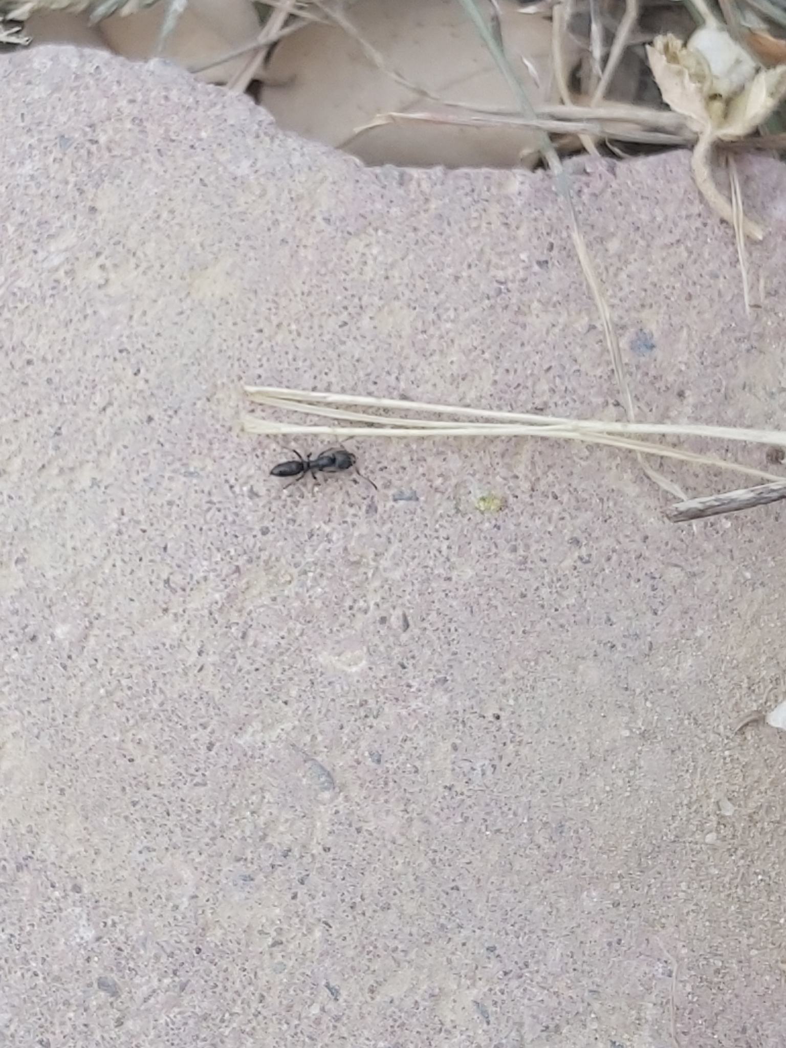 Mesoponera ambigua