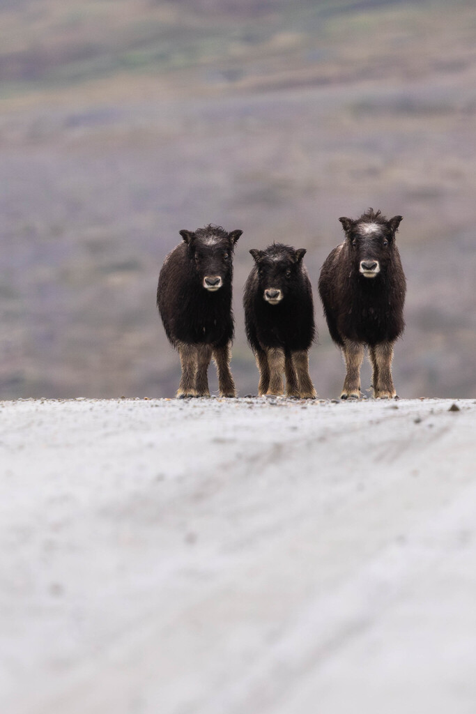Ovibos moschatus, Nome Census Area, AK, USA, by alexlamoreaux
