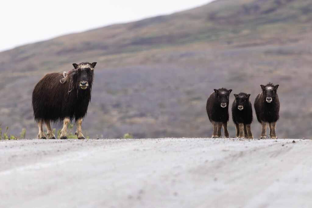 Ovibos moschatus, Nome Census Area, AK, USA, by alexlamoreaux