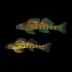 Greenside Darter photo 1