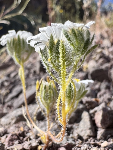 daisy desertstar (Monoptilon bellidiforme)