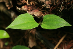 Tripterospermum trinervium