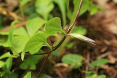 Tripterospermum trinervium