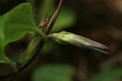 Tripterospermum trinervium