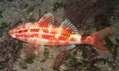 Parupeneus