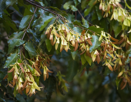 Hopea odorata observed 2026-03-31