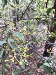 Acacia flavescens