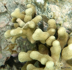 Porites porites