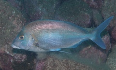 Nemadactylus douglasii