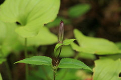 Tripterospermum trinervium