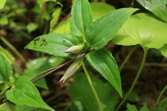 Tripterospermum trinervium