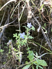 Nemophila menziesii integrifolia