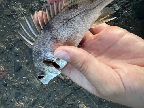 Sand grunt (Pomadasys branickii) — Haemulidae — 4