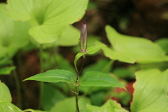 Tripterospermum trinervium