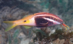 Parupeneus barberinoides
