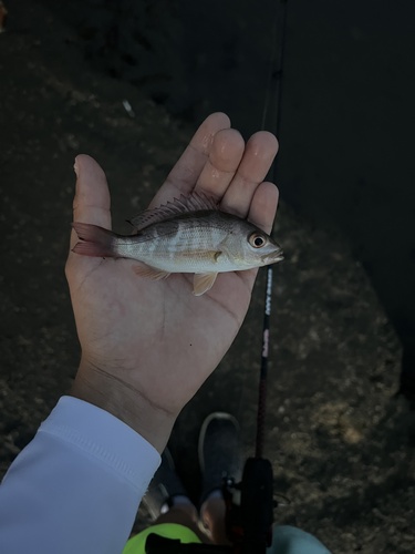 Lutjanus guttatus