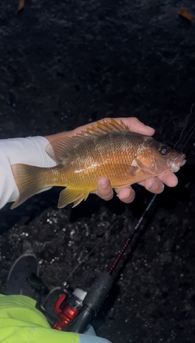 Lutjanus argentiventris
