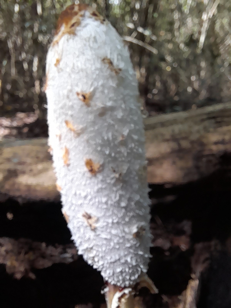 Coprinus comatus · March 2026 · photo: © roberto937 (iNaturalist, cc0)