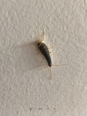 Ctenolepisma longicaudatum