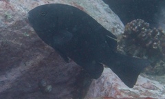 Girella elevata