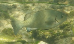 Girella elevata