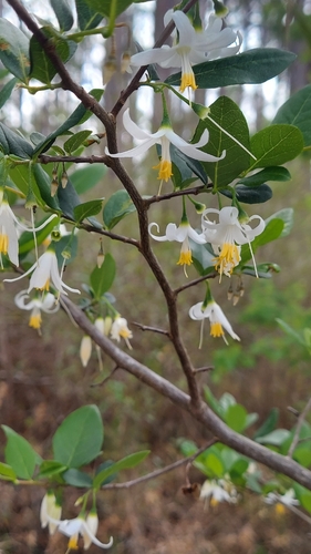 American Snowbell (Styrax americanus)