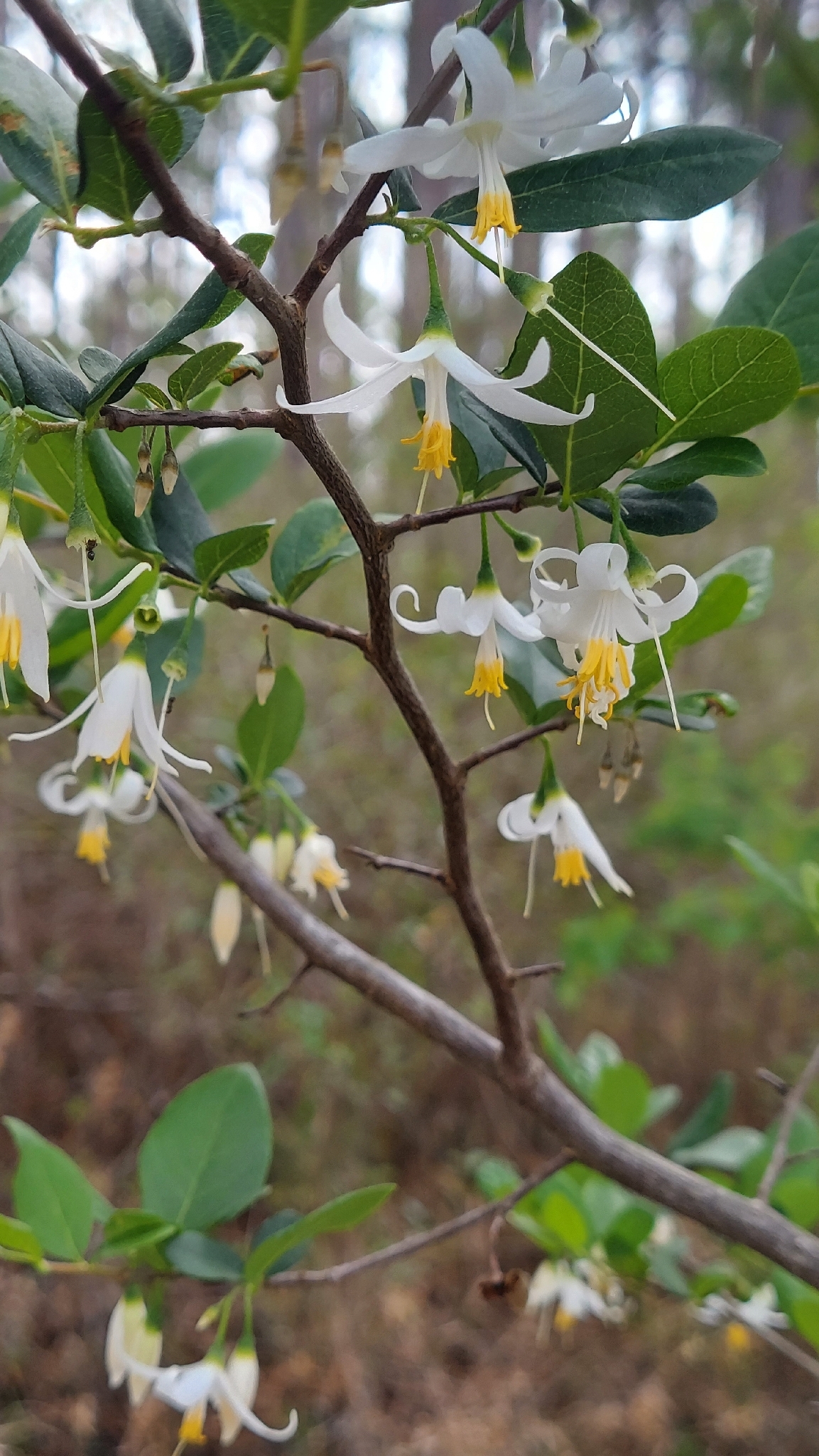 American Snowbell (Styrax americanus)