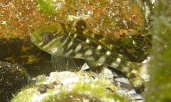 Aplodactylus lophodon