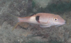 Parupeneus pleurostigma
