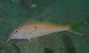 Cinnabar Goatfish - Photo (c) Tom Davis, some rights reserved (CC BY-NC), uploaded by Tom Davis
