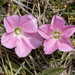 Blushing Bindweed - Photo (c) Alan Melville, some rights reserved (CC BY-NC-ND), uploaded by Alan Melville