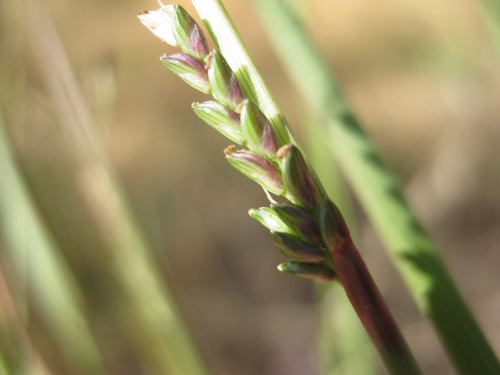 Setaria jubiflora