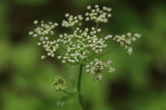 Ostericum maximowiczii