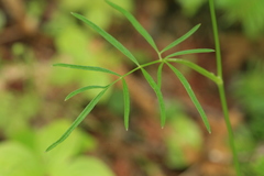 Ostericum maximowiczii