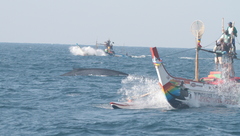 Balaenoptera musculus