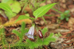 Tripterospermum trinervium